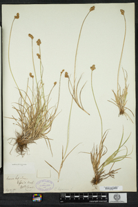 Carex ovalis image