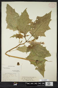 Datura stramonium image