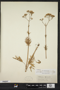 Valeriana officinalis image