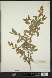 Ligustrum vulgare image