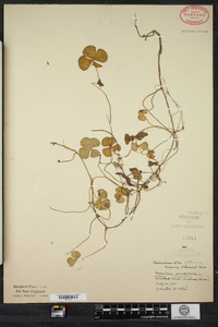 Marsilea quadrifolia image