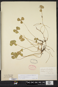 Marsilea quadrifolia image