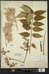 Ailanthus altissima image