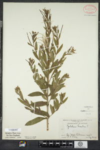 Epilobium hirsutum image