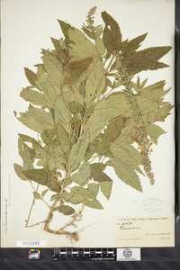 Teucrium canadense image