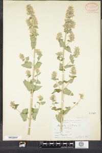 Nepeta cataria image