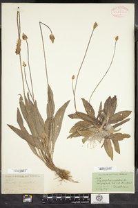 Plantago lanceolata image