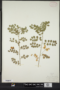 Colutea arborescens image