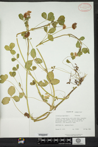 Trifolium hybridum image