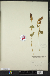 Trifolium incarnatum image