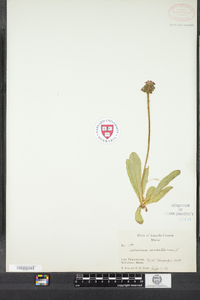 Hieracium aurantiacum image