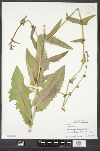 Cichorium intybus image