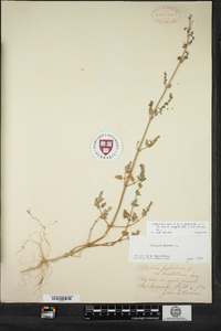 Atriplex prostrata image