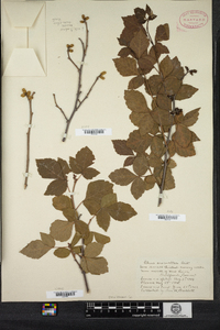 Rhus aromatica image