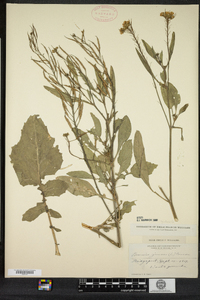 Brassica juncea image