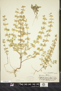 Teucrium botrys image