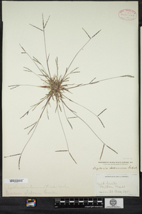 Digitaria ischaemum image