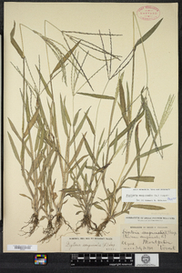 Digitaria sanguinalis image