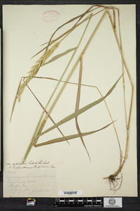 Elymus repens image