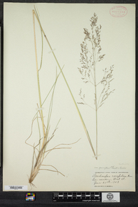 Deschampsia cespitosa image