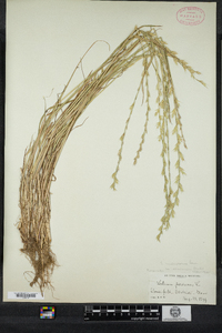 Lolium perenne ssp. multiflorum image