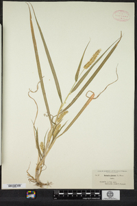 Setaria pumila image