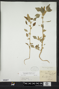 Amaranthus retroflexus image