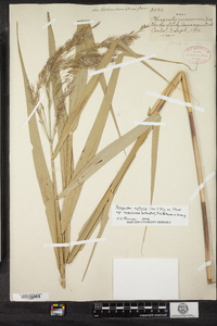 Phragmites australis image