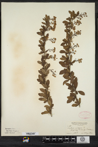 Berberis vulgaris image