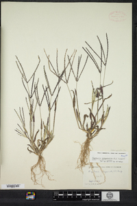 Digitaria sanguinalis image