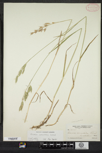 Bromus racemosus image