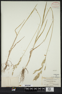 Bromus racemosus image