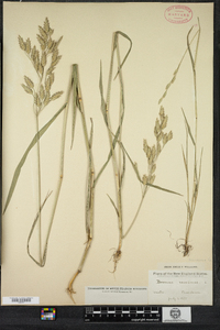 Bromus secalinus image