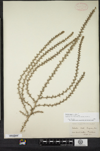 Salsola tragus image