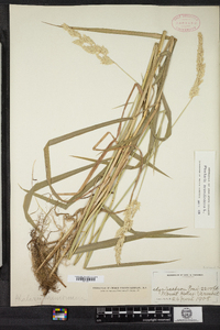 Phalaris arundinacea image