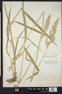 Phalaris arundinacea image