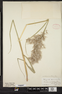 Phragmites australis image