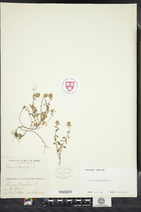 Thymus pulegioides image