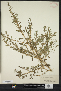 Amaranthus albus image