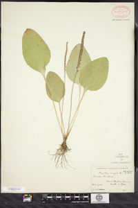 Plantago major image