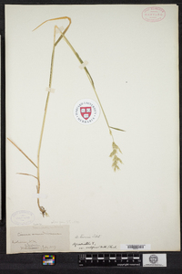 Agrostis capillaris image