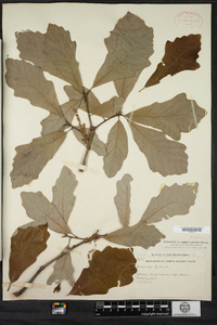 Quercus robur image