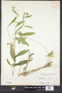 Rudbeckia hirta image