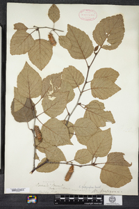 Betula papyrifera image