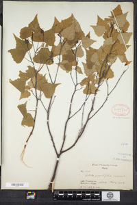 Betula populifolia image