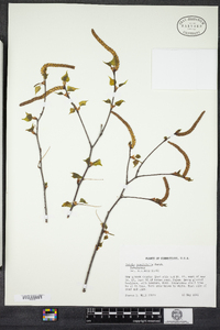 Betula populifolia image