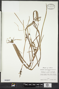 Sparganium angustifolium image