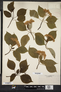 Cornus alternifolia image