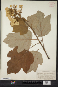 Hydrangea quercifolia image