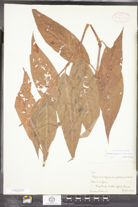 Polygonum amphibium var. emersum image